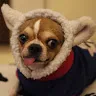 Hank Wolf - @2171720736 - TikTok