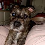 Hank Wright - @hankthetank.2020 - Instagram