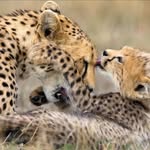 Hanna_the_cheetah - @hanna_cheetah.rp - Instagram