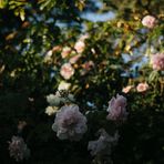 Hanna Hebert - Facebook