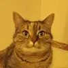 Hanna Manna - @hanna.manna52 - TikTok