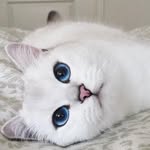 Hannah The Jellicle - @hannah_bien - Instagram