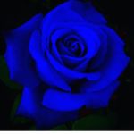 🌸hannah blue Store💙 - @hannahblue_store - Instagram
