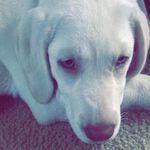 Hannah Bode - @hannah_bode11 - Instagram
