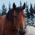 Hannah Boon ♡ - @hannah.rose.equestrain - Instagram