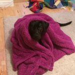 Hannah Breen - @bubsy2004 - Instagram