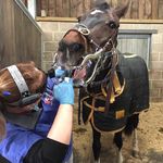 Hannah Breen Equine Dental-Technician - @hannah.eqdt - Instagram