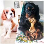 Belle & Hannah - @belle.and.hannah.cavalierking - Instagram