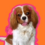 Hannah Montana | Cavalier King - @hannahmontana.png - Instagram