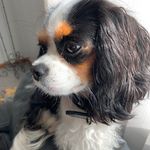 Hannah Montana Quahliero - @hannah_thecavalier - Instagram