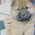 Hannah-chow - @hanna_hchow - Instagram