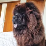 Hannah Chow Chow - @hannah.chow.chow - Instagram