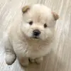 Hannah - @hannah.chowchow - TikTok