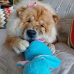🐾Hannah🐾 - @hannah__chowchow - Instagram