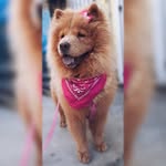 Hannah🐾♥️ - @hannah_chow.chow - Instagram