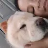 oi - @hannah_a_chow_chow - TikTok