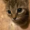 Jaidenandtaylor5623 - @hannahclary22 - TikTok