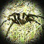 Hanna Confer - @black_dragon_51 - Instagram