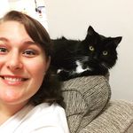 Hannah the Maine Coon - @hannah_wears_a_tux - Instagram