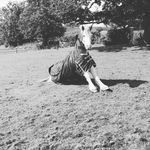 Hannah Cottrell - @cottrell_scooby - Instagram