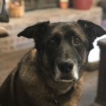 @hannah_the_cushings_dog - Instagram