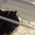 Hannah dimmick - @hannahguineapig - Instagram