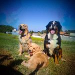Hannah, Escobar e Simba - @hannah__escobar_simba - Instagram
