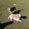 Hannah e Vitta as beagles - @hannah.e.vitta.as - TikTok