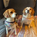 HannaH e VittA, as Beagles - @hannahevittabeagles - Instagram