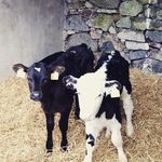 Hannah feeney - @hannahfeeney1345 - Instagram