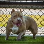 Hannah Frazee - @htf_bullies_ - Instagram