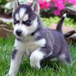 Hannah Grice - @doglovers550 - Instagram