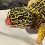 Hannah Guffey - @cats.exotics - Instagram