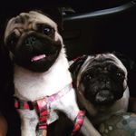 Hannah Hazel - @hannah_hazelpugs - Instagram