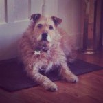 Hannah Hightower - @hannah_the_wonder_dog - Instagram