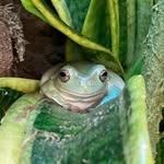Hannah Holbert - @froggypantss - Instagram
