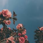 hannah hoy - @sparklesandwaffles - Instagram