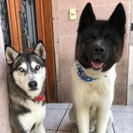 Hannah & Jack - @hannah.jack.husky.akita - Instagram