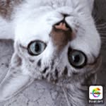 Hannah Kempf - @melei_the_cat20 - Instagram