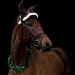 Hannah Kerner - @horse__18 - Instagram