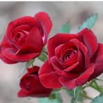 h amiri - @hannahkhalili4481 - Instagram