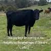 HANNAH Khalil - @hannah.khalil1 - TikTok