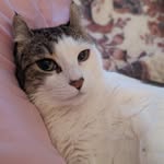 Hannah Kimball - @kittycattail - Instagram