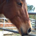 Hannah Kittelson - @hannah_the_horse_lover - Instagram