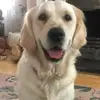 Hannah Knox - @hannah.knox4 - TikTok