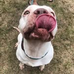Hannah Koski - @houskifosters - Instagram