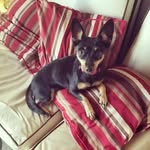 Hannah Koval - @minnie.the.minchi - Instagram