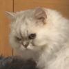 Hannah Lien - @hannaaaa._9 - TikTok