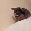 Hannah&Lottie - @hannahandlotttie - TikTok