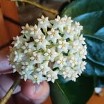 Hannah Lucille - @happy_crazy_plant_lady - Instagram